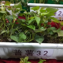 西瓜红薯普薯32脱毒苗