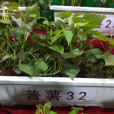 西瓜红薯普薯32脱毒苗