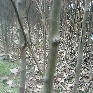 梨树
