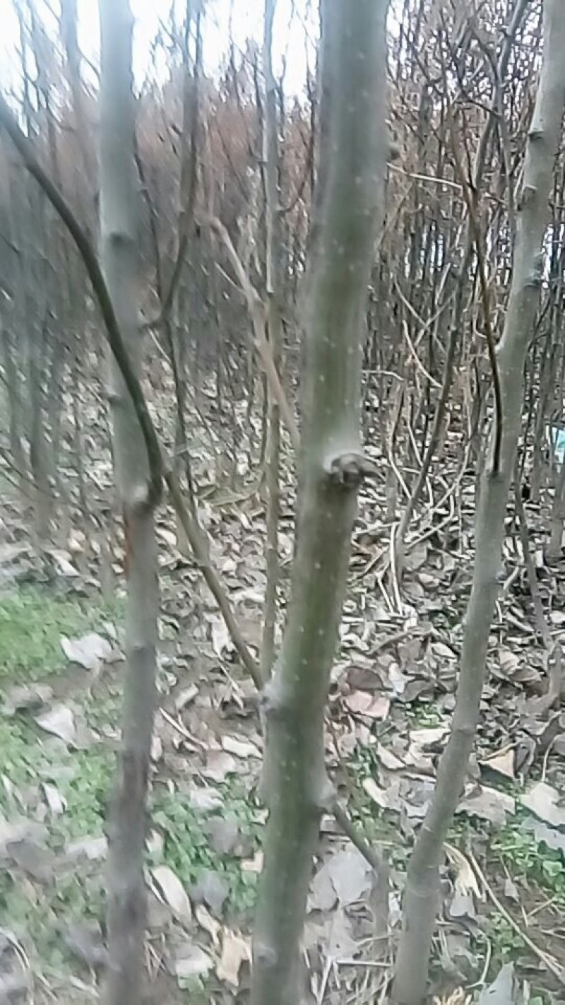 梨树