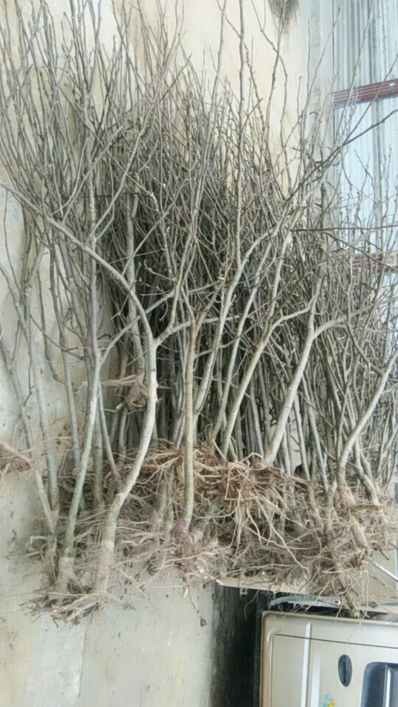 3至5公分的梨树