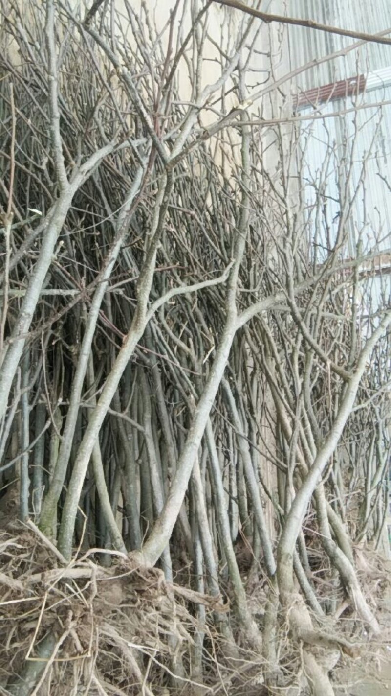 3至5公分的梨树