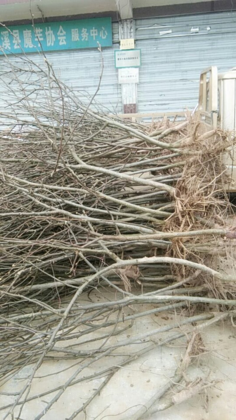 3至5公分的梨树