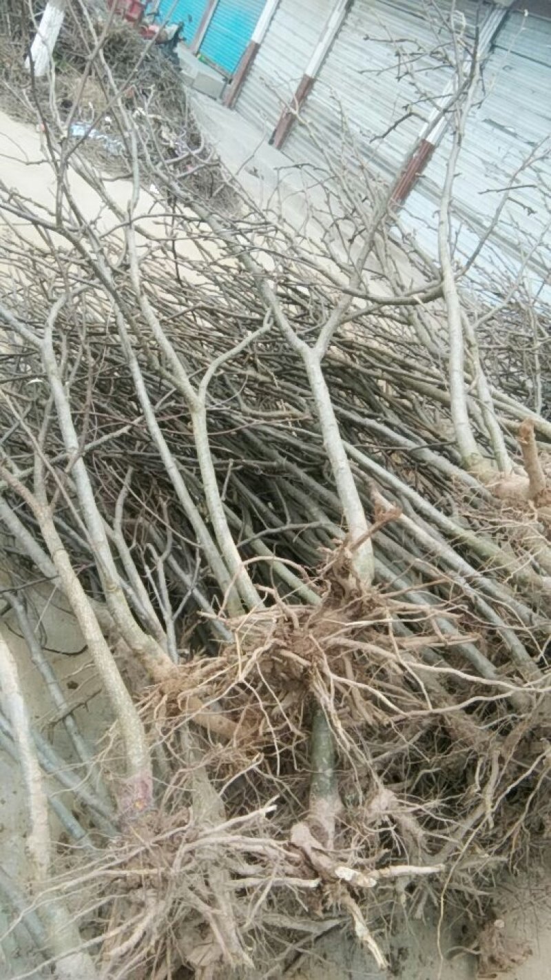 3至5公分的梨树