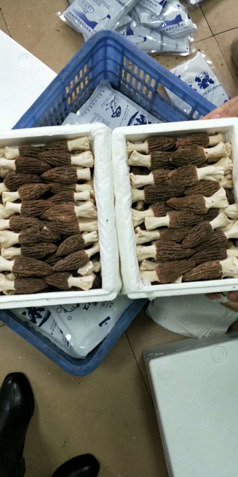 新鲜羊肚菌2斤装