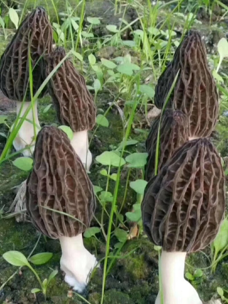 新鲜羊肚菌2斤装
