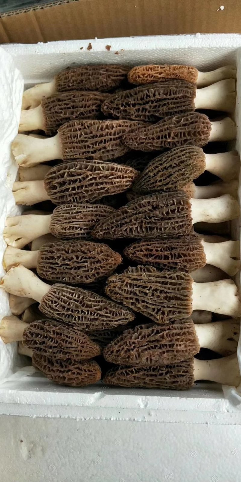 新鲜羊肚菌2斤装