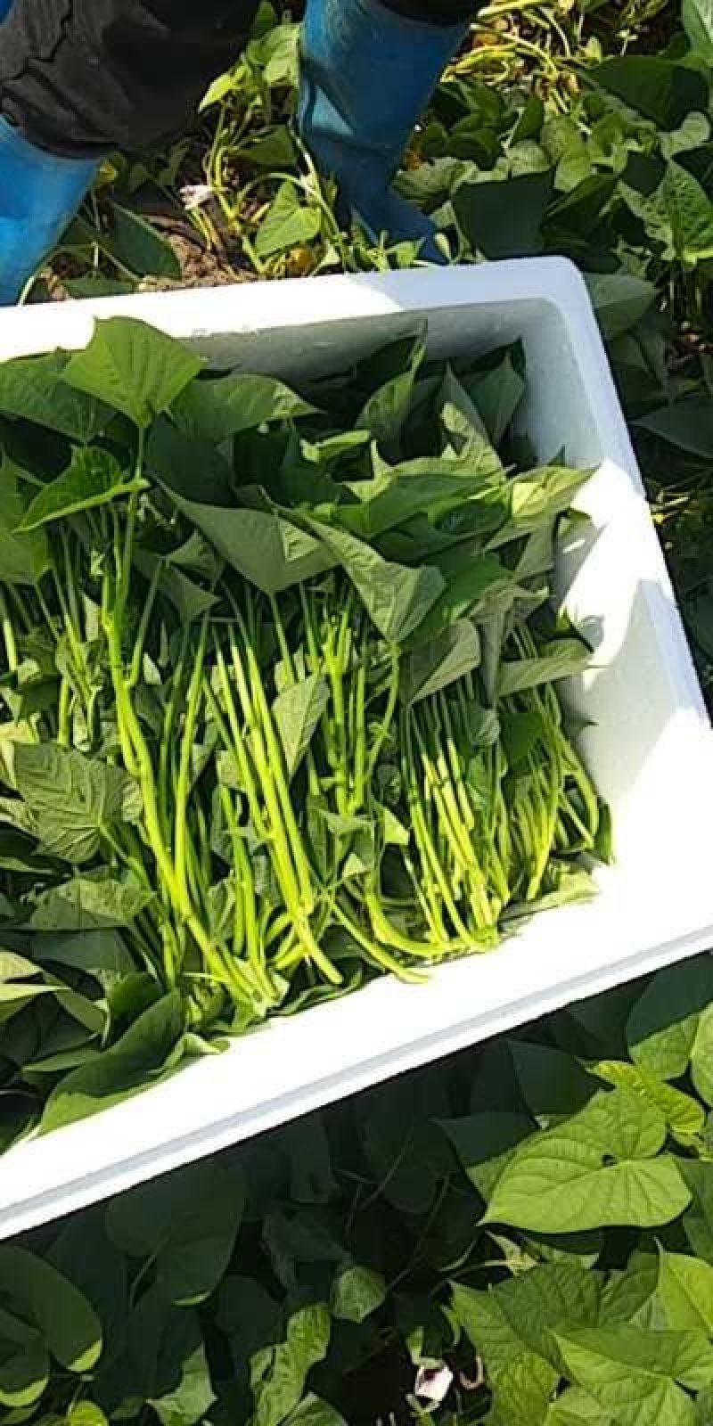 苕尖，食用红薯叶，地瓜叶苗子
