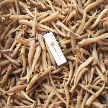 象拔蚌海蚌干象牙蚌干海笋贝干海竹