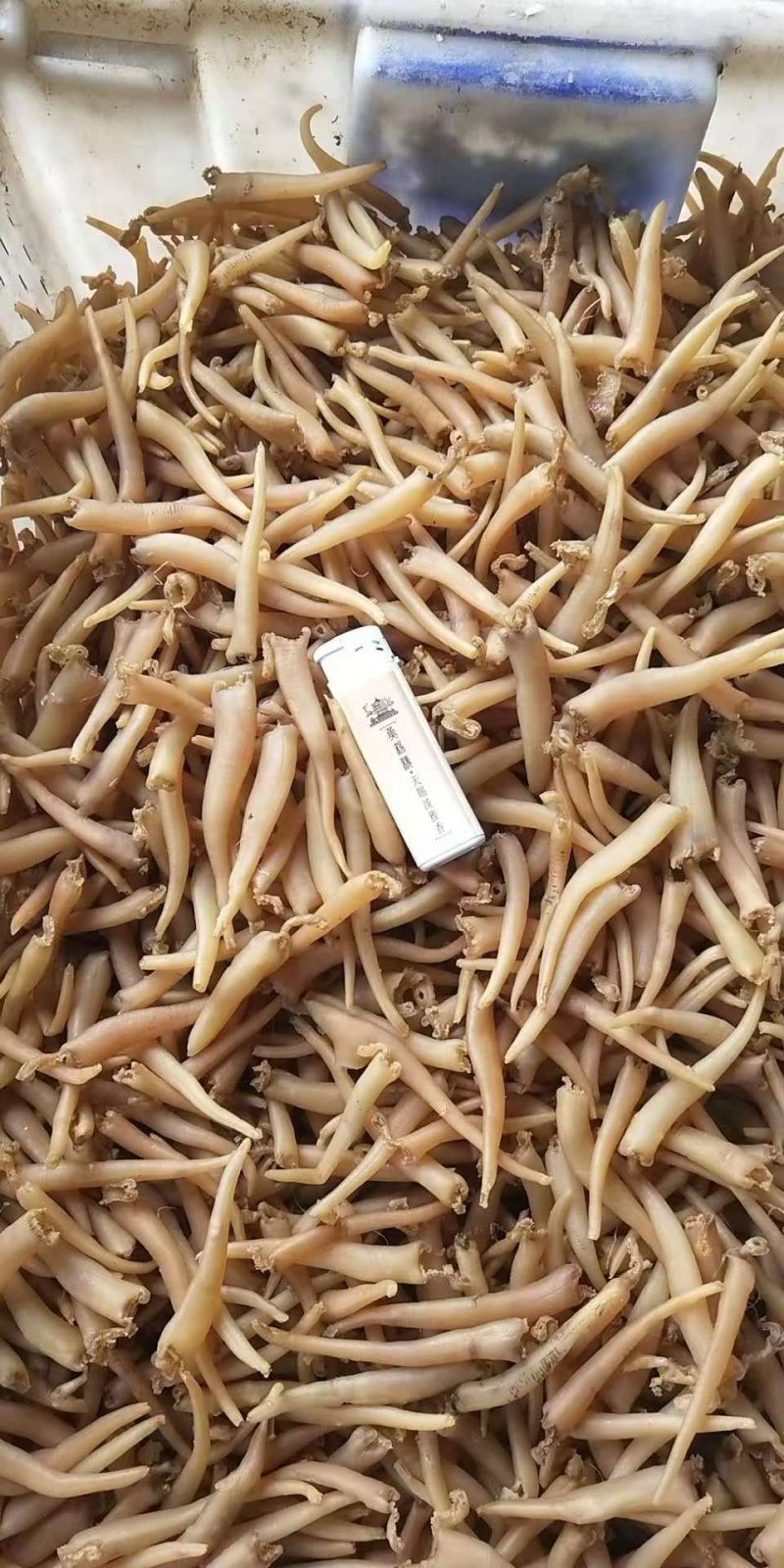 象拔蚌海蚌干象牙蚌干海笋贝干海竹