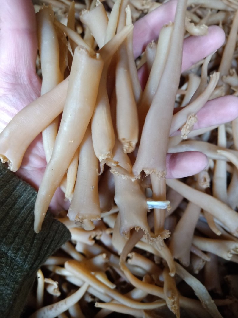 象拔蚌海蚌干象牙蚌干海笋贝干海竹