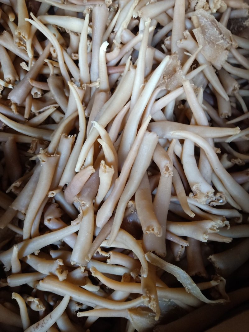 象拔蚌海蚌干象牙蚌干海笋贝干海竹