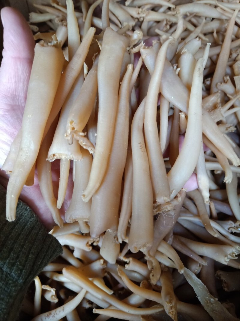 象拔蚌海蚌干象牙蚌干海笋贝干海竹
