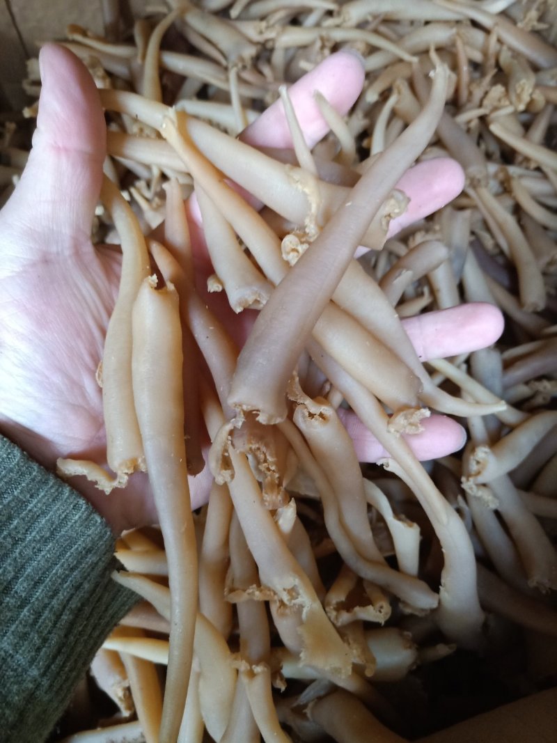 象拔蚌海蚌干象牙蚌干海笋贝干海竹