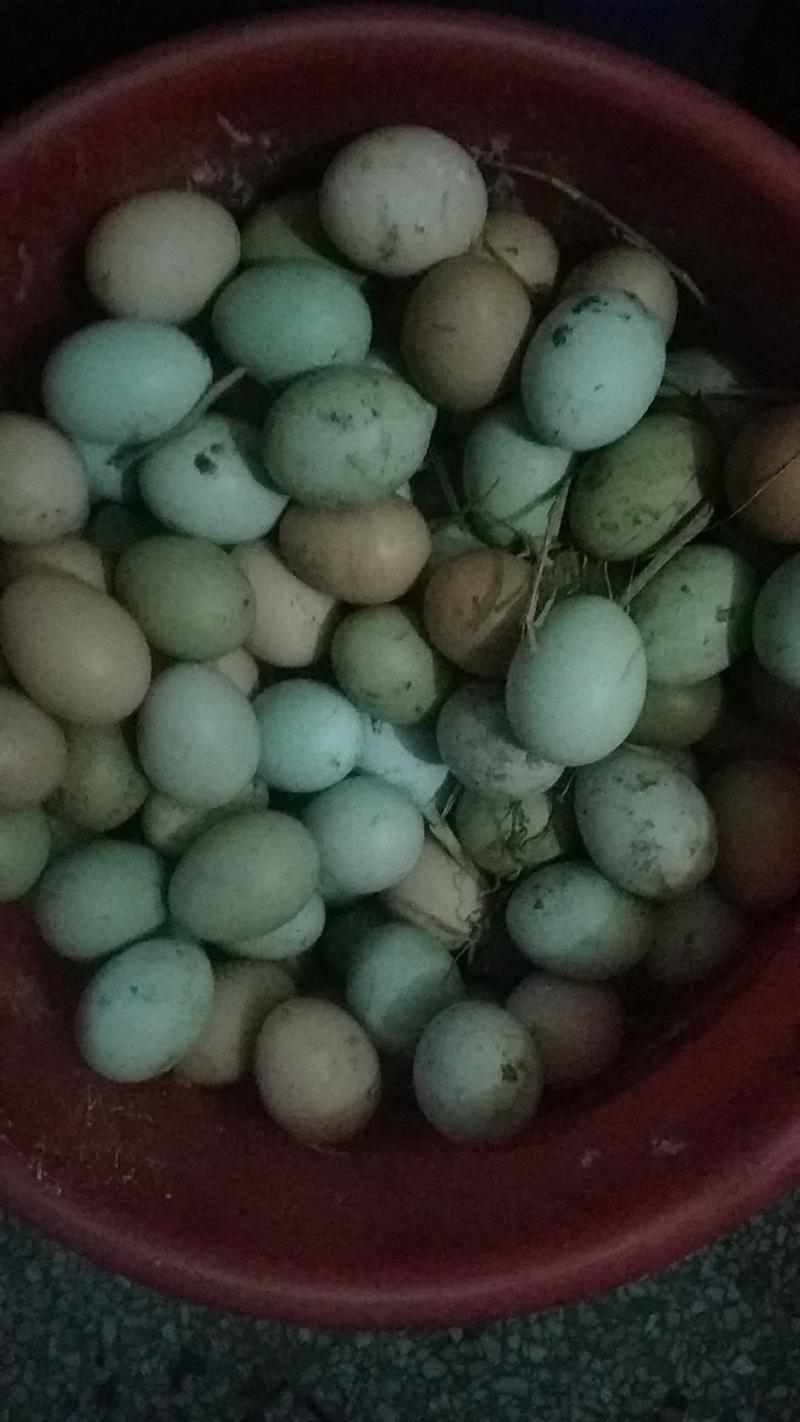 绿壳土鸡蛋，土鸡蛋