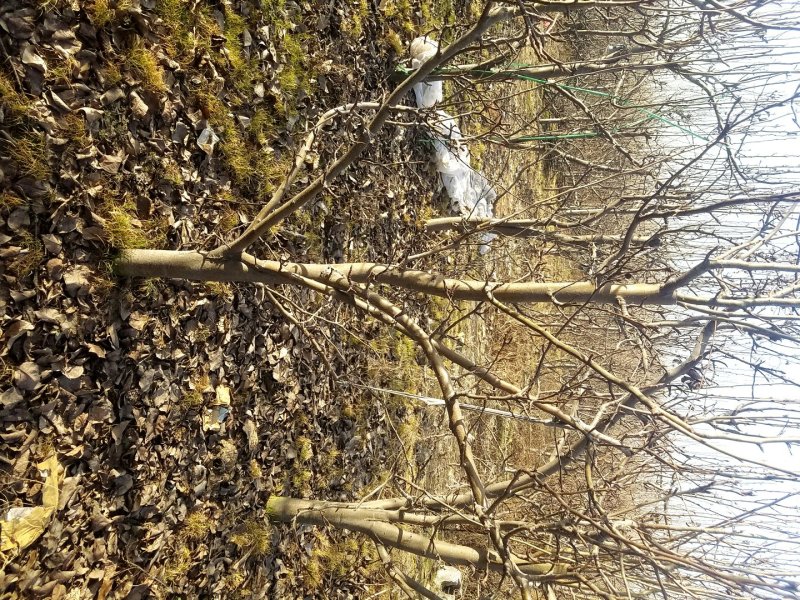 梨树，5-8公分，打球，裸根，不果包栽，包成活景观绿化