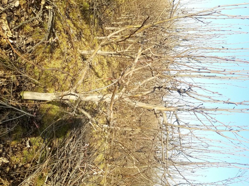 梨树，8-10公分占地