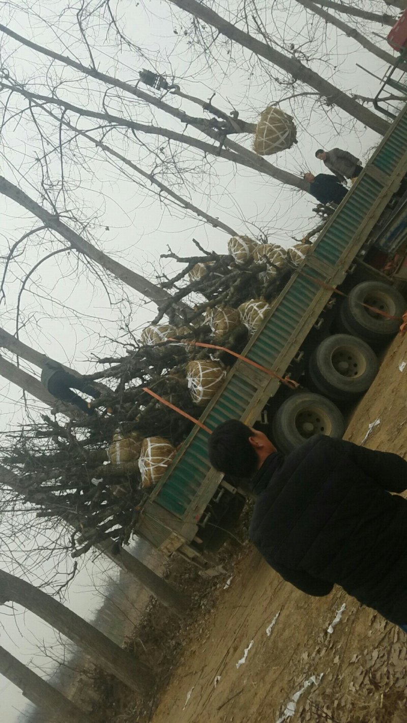 梨树，8-10公分占地