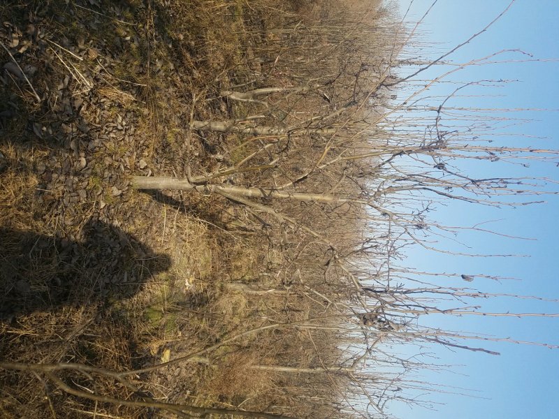梨树，8-10公分占地