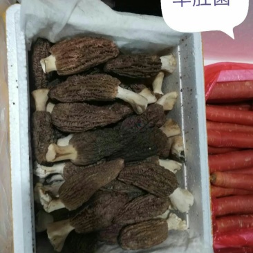 羊肚菌，包邮