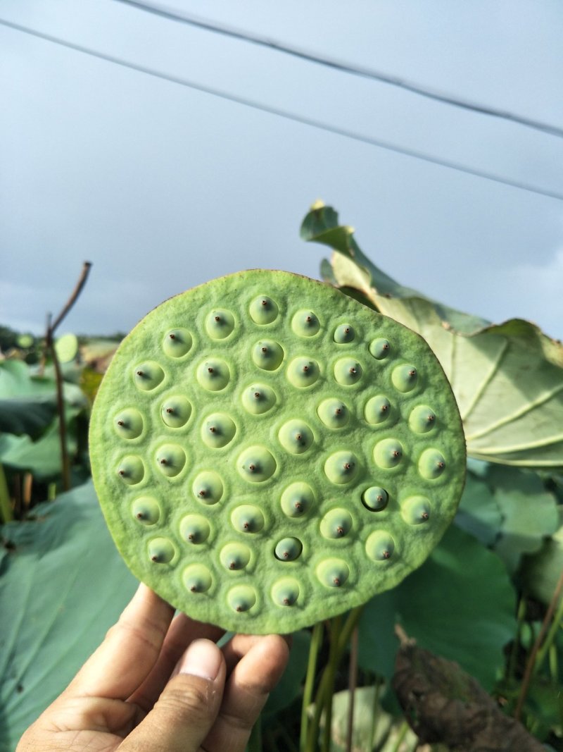 高产太空莲藕种水果莲种子莲蓬藕种