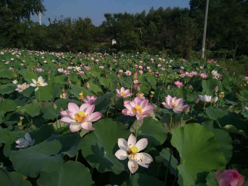 高产太空莲藕种水果莲种子莲蓬藕种