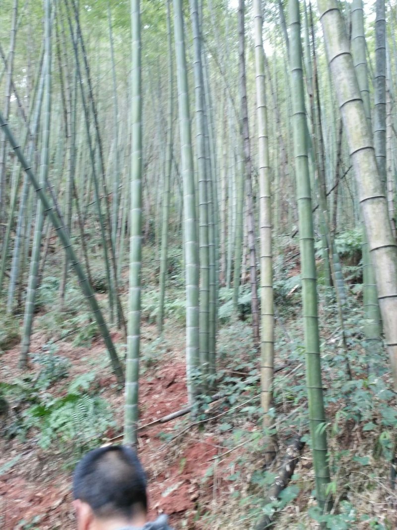 空闲用地10~100亩10~30年合作