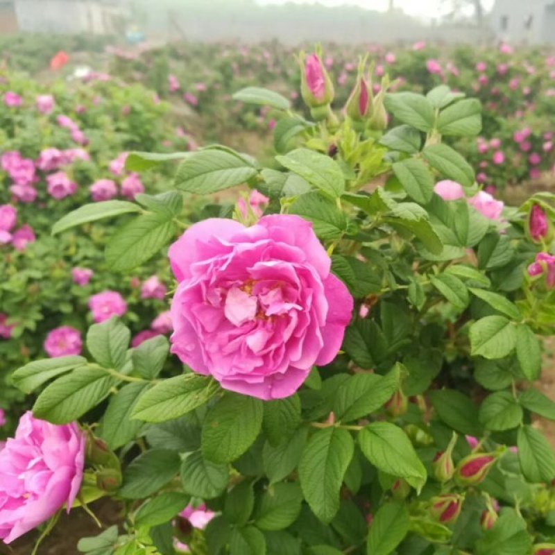 平阴玫瑰花茶干花蕾茶玫瑰花茶袋装250克花干花苞茶