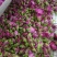平阴玫瑰花茶干花蕾茶玫瑰花茶袋装250克花干花苞茶