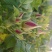 平阴玫瑰花茶干花蕾茶玫瑰花茶袋装250克花干花苞茶