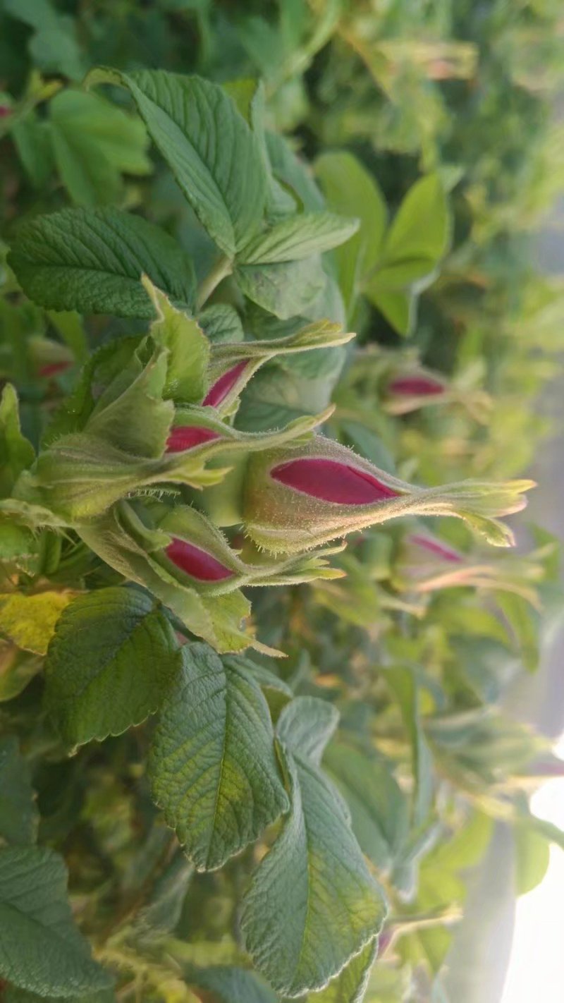 平阴玫瑰花茶干花蕾茶玫瑰花茶袋装250克花干花苞茶