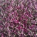 平阴玫瑰花茶干花蕾茶玫瑰花茶袋装250克花干花苞茶