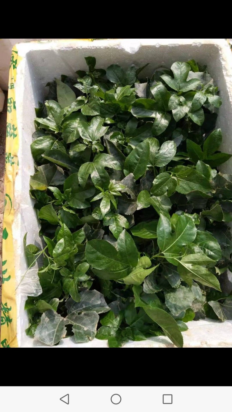 百香果苗，紫香