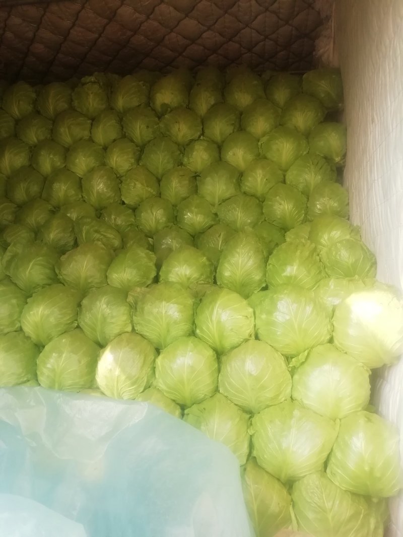 精品甘蓝，个头大均匀色泽鲜艳耐运输欢迎合作共赢
