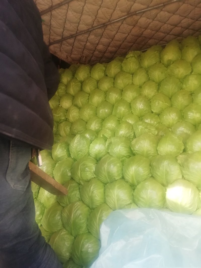 精品甘蓝，个头大均匀色泽鲜艳耐运输欢迎合作共赢