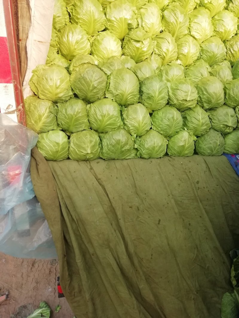 精品甘蓝，个头大均匀色泽鲜艳耐运输欢迎合作共赢