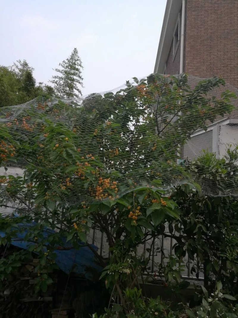 养殖泥鳅青蛙天网果园尼龙葡萄园樱桃园防鸟网鱼塘养殖防鸟网