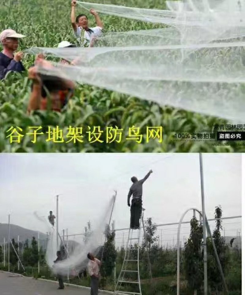 养殖泥鳅青蛙天网果园尼龙葡萄园樱桃园防鸟网鱼塘养殖防鸟网