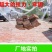 养殖泥鳅青蛙天网果园尼龙葡萄园樱桃园防鸟网鱼塘养殖防鸟网