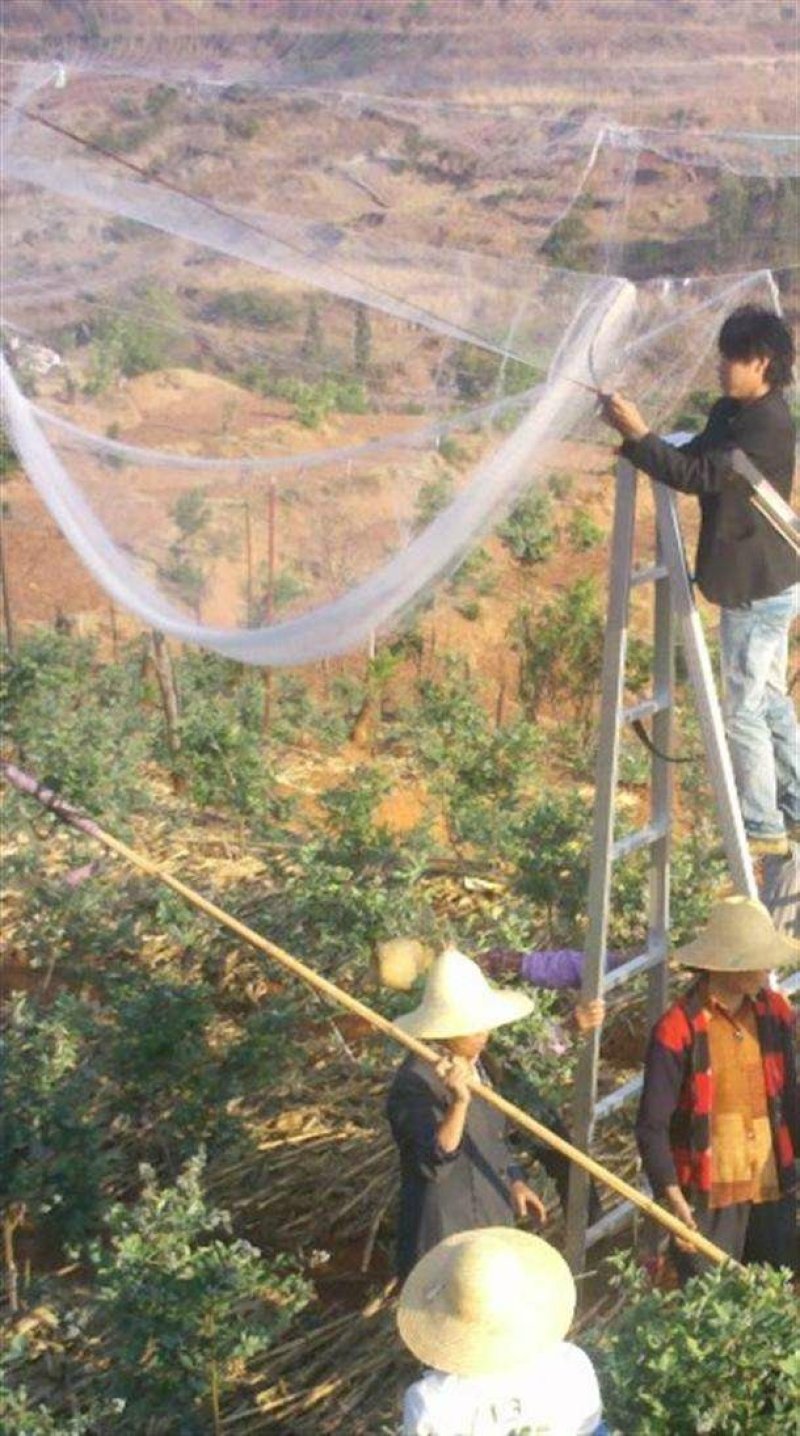 养殖泥鳅青蛙天网果园尼龙葡萄园樱桃园防鸟网鱼塘养殖防鸟网