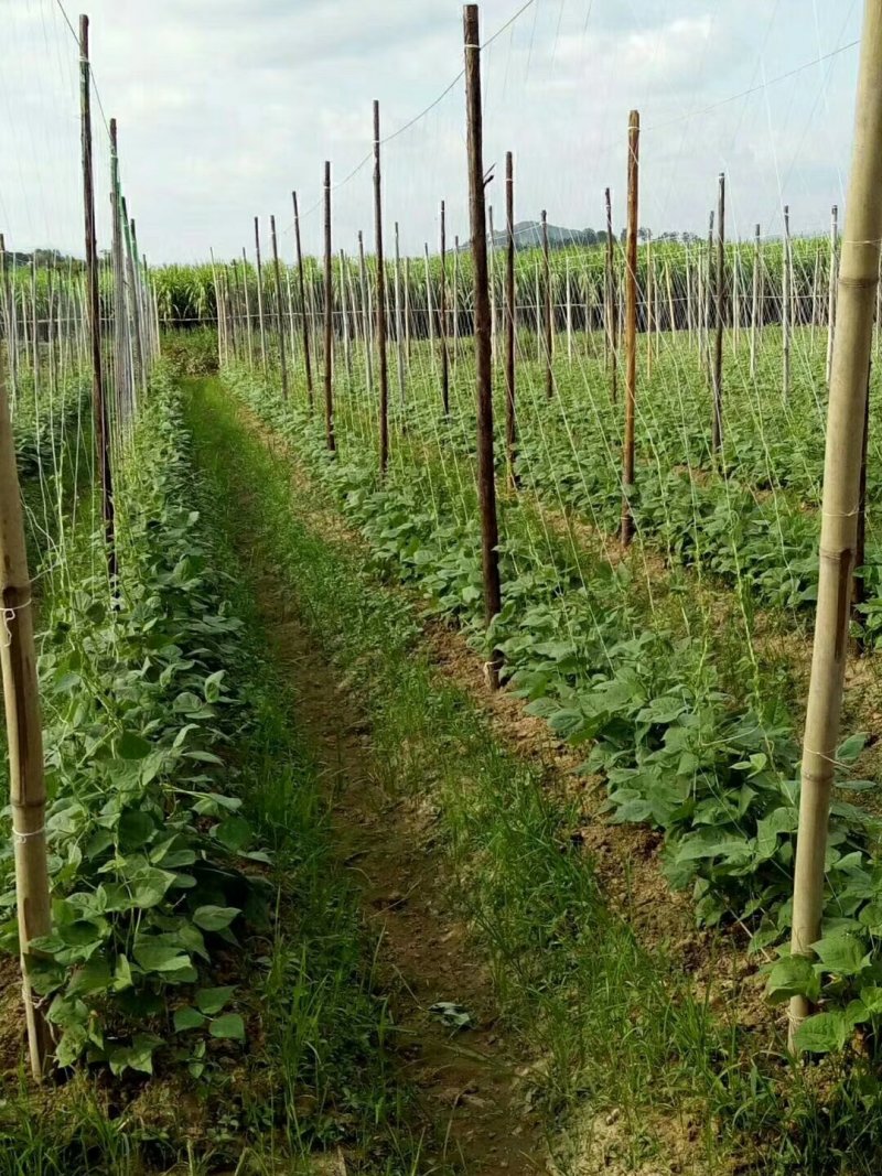 粗六股植物爬藤网适用于黄瓜苦瓜丝瓜葡萄爬藤攀爬网爬藤网