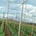 粗六股植物爬藤网适用于黄瓜苦瓜丝瓜葡萄爬藤攀爬网爬藤网