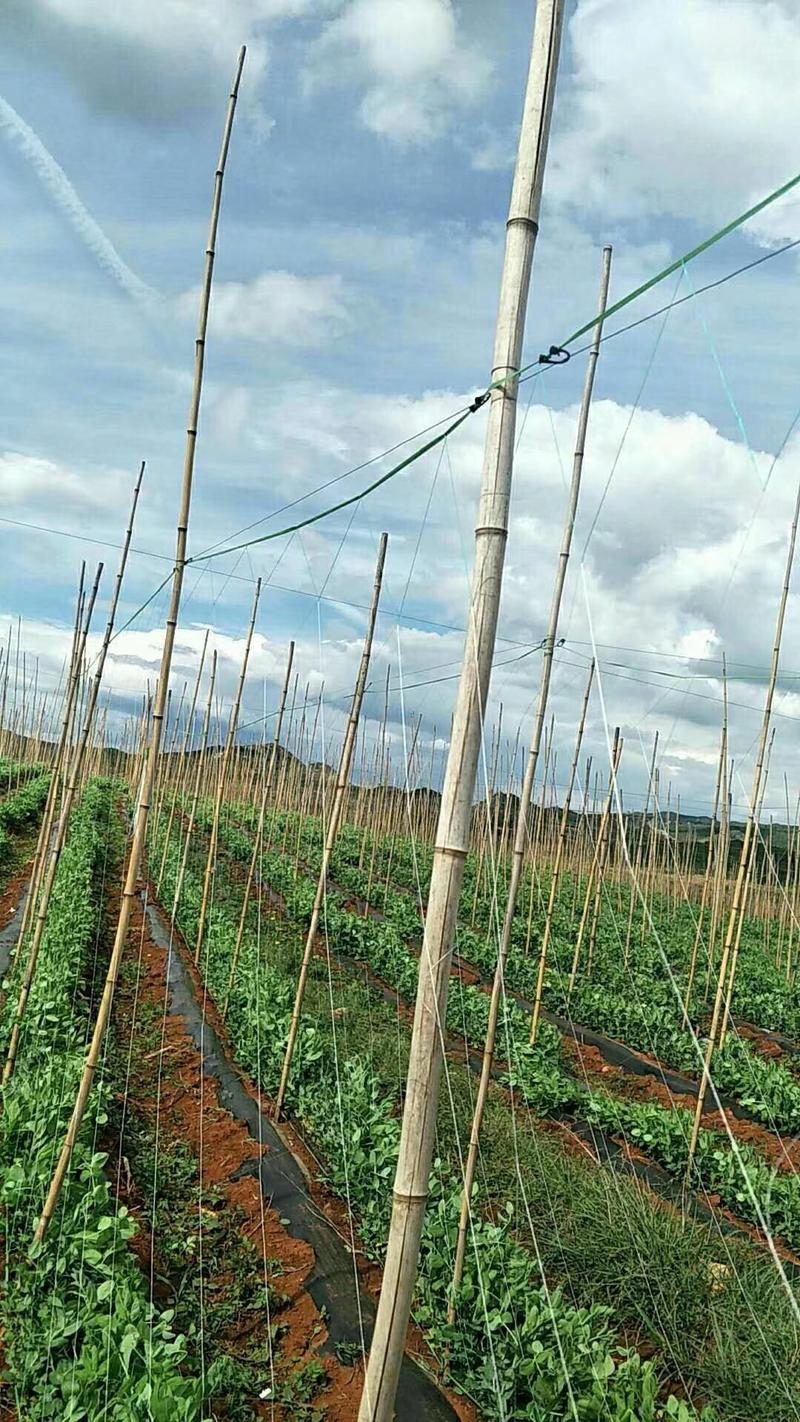 粗六股植物爬藤网适用于黄瓜苦瓜丝瓜葡萄爬藤攀爬网爬藤网