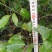 银叶金合欢苗