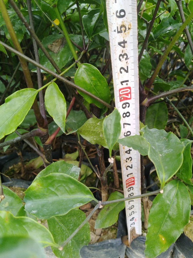 银叶金合欢苗