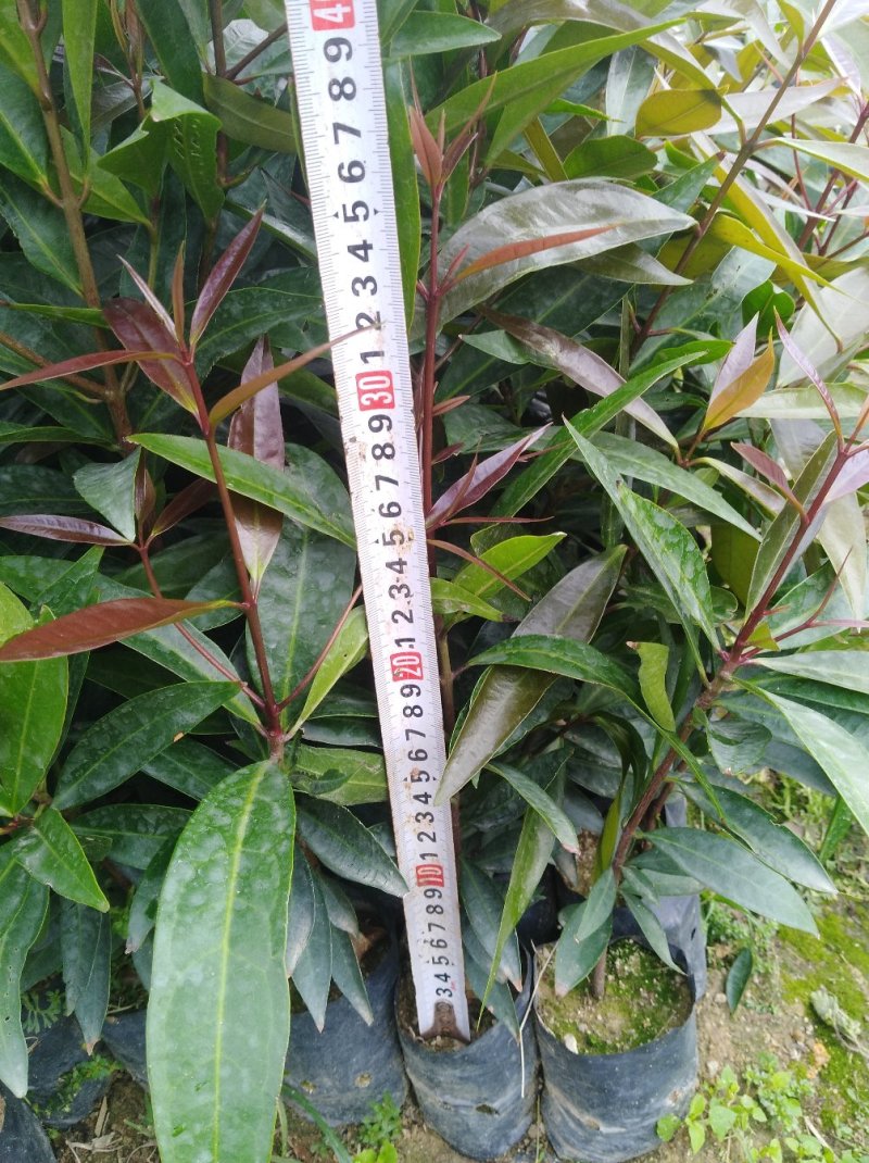 银叶金合欢苗