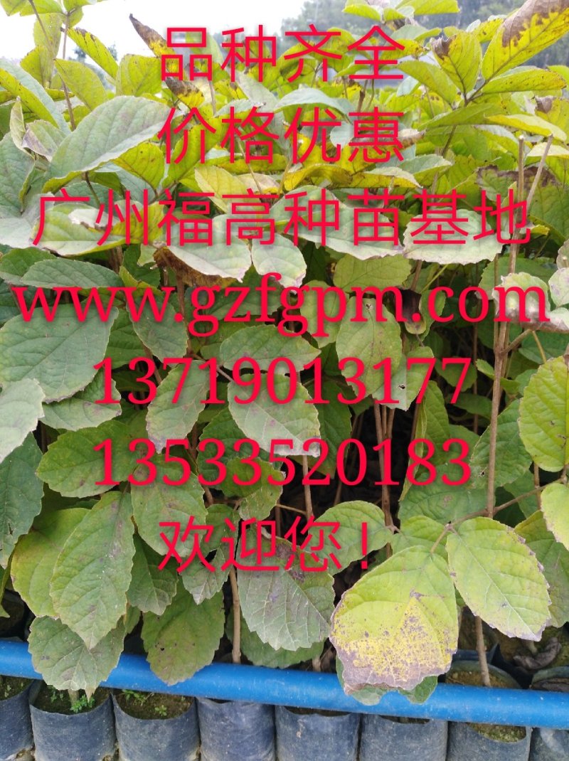 银叶金合欢苗