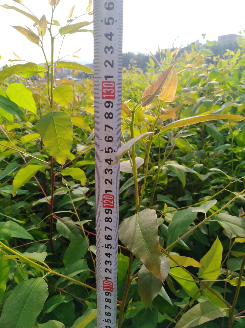 银叶金合欢苗