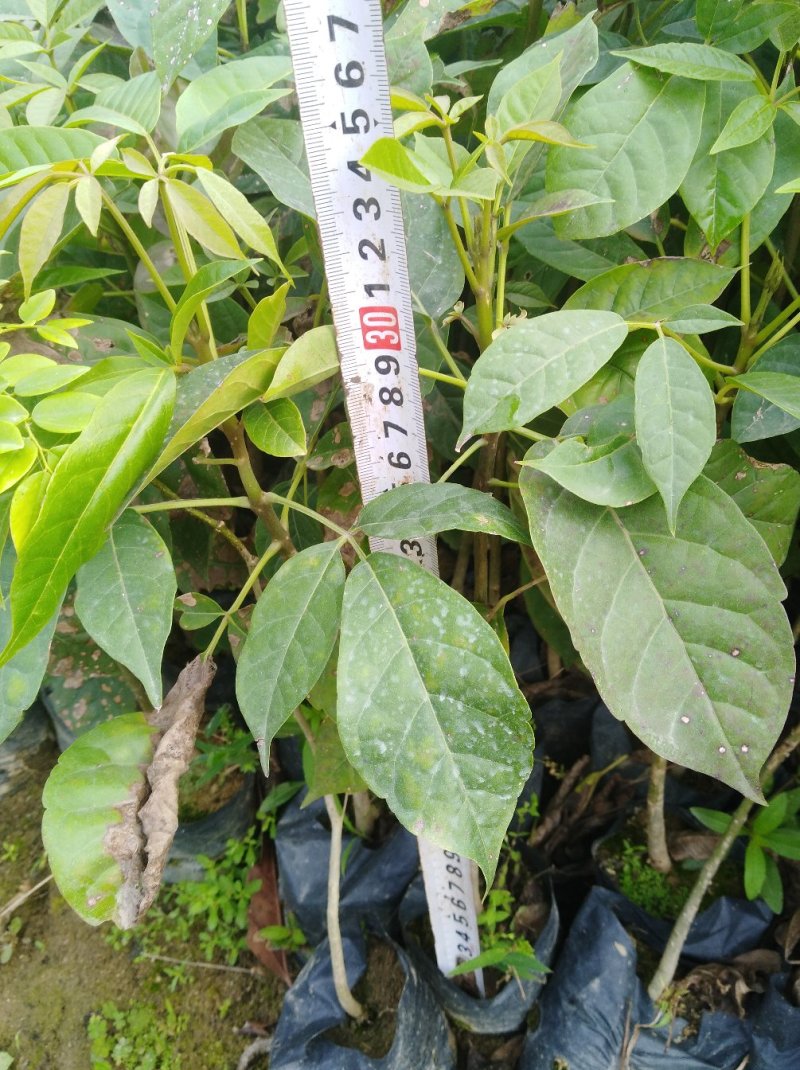 银叶金合欢苗