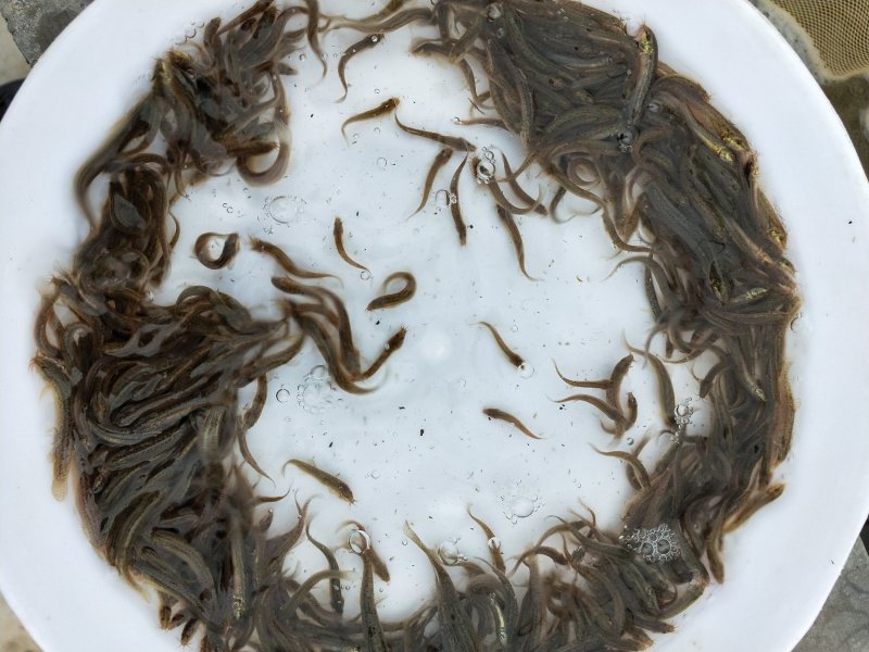 泥鳅苗台湾泥鳅苗场泥鳅水花60天可出商品泥鳅